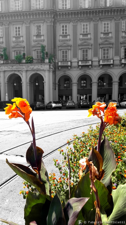 Flowers in Piazza Statuto