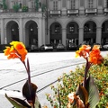 Flowers in Piazza Statuto