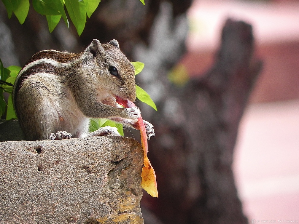 Squirrel