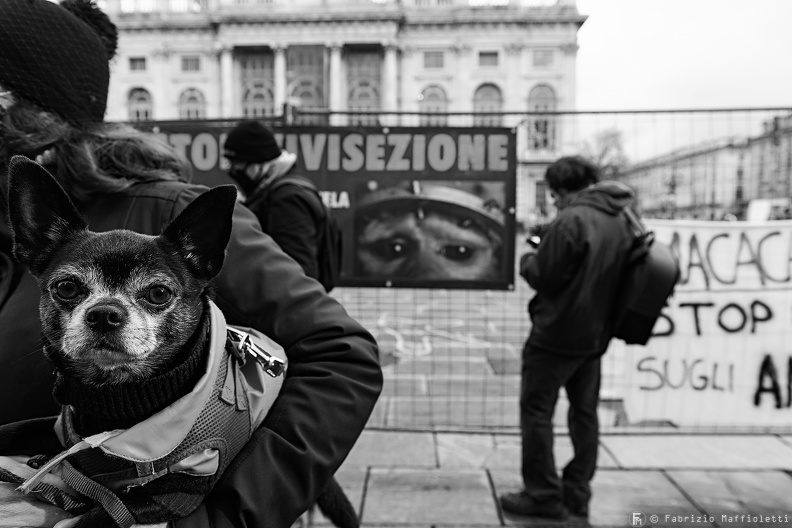 Manifestazione Animalista 2.jpg