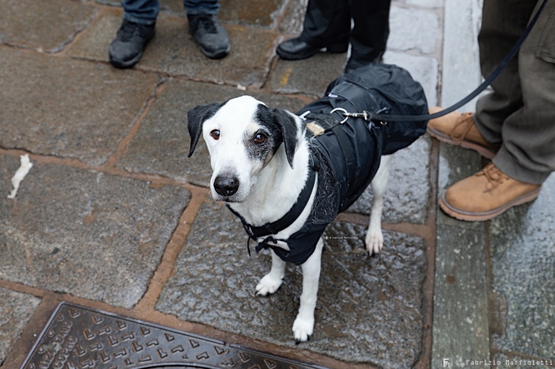 Manifestazione Animalista 11.jpg